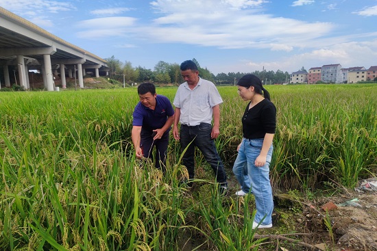 金华婺城人保财险:助力晚稻保丰收