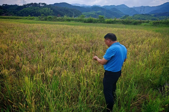 金华婺城人保财险：水稻查勘解民忧