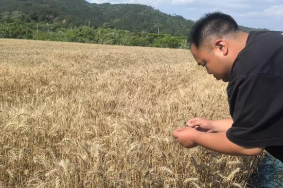 金华浦江人保财险：青春力量护粮安